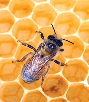 رازهای زنبور عسل Apice melifera