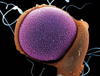 سلولهای بنیادی و پرورش ابر انسانها