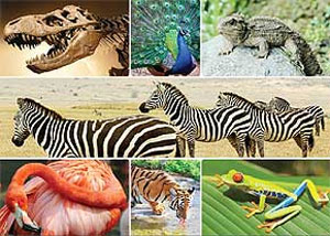 بایدهای حفاظت از تنوع زیستی