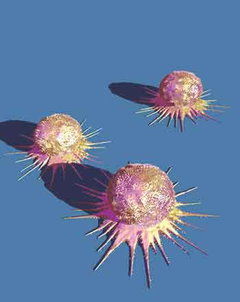 سلول های بنیادی و سرطان