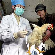 ۱۰ پرسش و پاسخ در مورد آنفلوانزای مرغی