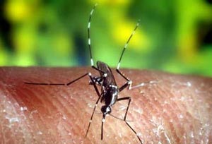نوپدیدی مالاریای مقاوم به درمان