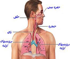 گوجه سبز در دالان تنفس