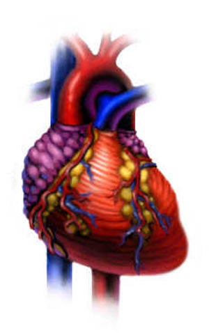 نشانه های بیماری قلبی را بشناسید