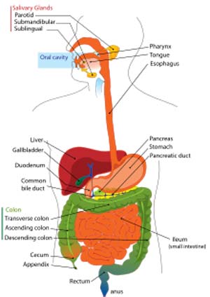 زخم در دستگاه گوارش