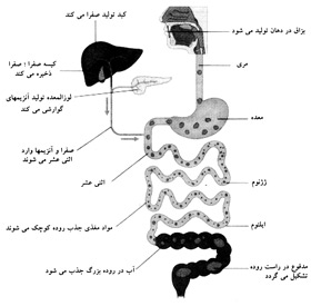 فرآیند هضم غذا گوارش