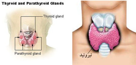 tsh در آزمایش خون چیست تی اس اچ بالا