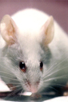 مهار ترجیح مکان شرطی شده و حساسیت حرکتی ناشی از نیکوتین توسط اسید آسکوربیک در موش کوچک آزمایشگاهی