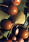 بررسی تغییرات فصلی فلاونوییدهای گیاه Ginkgo biloba L کاشته شده در ایران