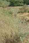 بررسی تاثیر اسانس گیاه درمنه Artemisia sieberi بر زخم های حاصل از لیشمانیا ماژور در موش BALB c