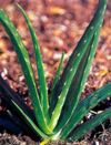 مروری بر جنبه های مختلف گیاه صبر زرد دارویی Aloe vera L Burm f