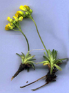 شناسایی اجزای روغن فرار سرشاخه های هوایی گیاه Ferulago angulata Schlecht Boiss جمع آوری شده از غرب ایران