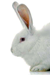 تولید آنتی بادی پلی کلونال علیه ایمونوگلوبولین های سگ در خرگوش
