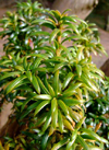 مروری بر گیاه سرخدار Taxus baccata L