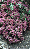بررسی ترکیبات شیمیایی اسانس گیاه مریم نخودی بلوچستانی Teurium stocksianum Boiss subsp stocksianum