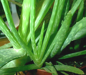 صبرزرد Aloe