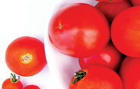 گوجه فرنگی برای سلامتی چقدر مفید هستند