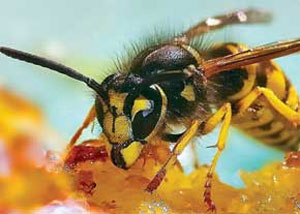 چگونه عسل طبیعی را از تقلبی تشخیص دهیم
