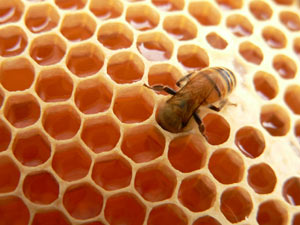 عسل معجزه طبیعت