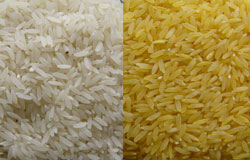 برنج زرد مغذی تر از برنج سفید است