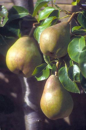 گلابی امرود