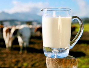 ۱۰ باور غلط درباره شیر