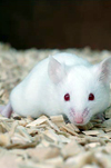 مطالعه اثرات سیکلوسپورین گالنا بر جنین موش نژاد balb c در طی زمان های حساس حاملگی