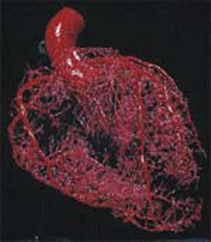 توصیه هایی برای مبتلایان به بیماری های دریچه ای قلب