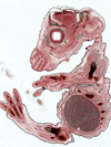 تمایز سلول های بنیادی جنینی موشی به رده مگاکاریوسیتی در محیط کشت عاری از لایه تغذیه کننده