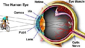 ساختمان چشم انسان آناتومی چشم