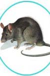 ارزیابی سمیت یک ترکیب دریایی ضدتومور HESA A در موش سوری و موش صحرایی