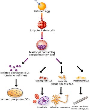 نقش سلول های بنیادین در قلب