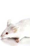 بررسی توزیع ماستوسیتهای رحمی در زمان لانه گزینی پس از سوپراوولاسیون تخمدانی در موش آزمایشگاهی نژاد balb c