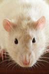 ارزیابی نقش هسته قاعده ای جانبی آمیگدال در اثرات کورتیکوسترون بر بخاطرآوری حافظه در موش سفید آزمایشگاهی
