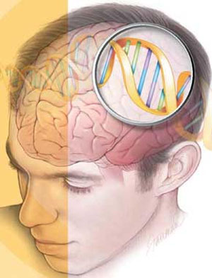 ژنی که به پیچیده شدن مغز کمک می کند