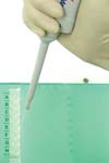 تشخیص سریع ویبریو کلرا O۱ با استفاده از روش واکنش زنجیره ای پلیمراز  الیزا PCR ELISA
