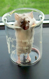 اثر رژیم دکستروز بر نقش کافئین در ضبط, تثبیت و فراخوانی حافظه در موش