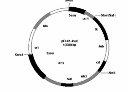 ساخت پلاسمید نوترکیب جدید حامل دو ژن خودکشی سلولی HSV tk و Yeast cd به منظور دستکاری ژنتیکی لیشمانیا