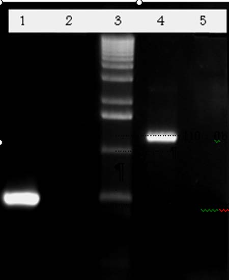 ساخت پلاسمید نوترکیب جدید حامل دو ژن خودکشی سلولی HSV tk و Yeast cd به منظور دستکاری ژنتیکی لیشمانیا