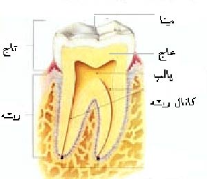 روت کانال تراپی چیست