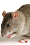 بررسی اثرات محدودیت کالری و نقش نیتریک اکسید در وضعیت همودینامیک موش های صحرایی نرمال و دیابتی شده توسط استرپتوزوسین