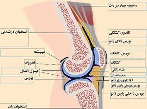 زانو عضوی حساس و چند منظوره