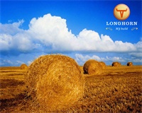 سرور Longhorn کم کم شکل می گیرد