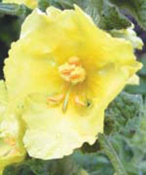 گل ماهور برای درمان ناراحتی‌های تنفسی مفید است