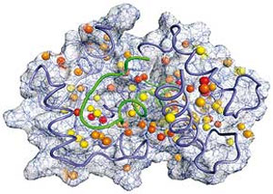 سلول‌های سرطانی در محاصره پروتئین‌ها