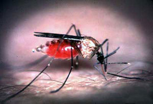 مالاریا، نشانه‌ها و درمان