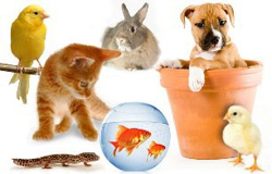 حیوانات خانگی چه بیماری هایی را منتقل می کنند