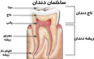 شناخت دندانها