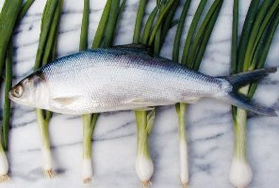 ماهی در طب سنتی