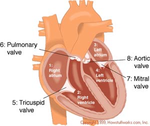 هیپرتروفی مادرزادی قلب ‏‎(HCM)‎‏